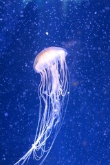 M&eacute;duse du Japon dans un aquarium