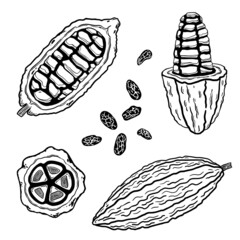 Cocoa collection. Graphic cocoa pods with beans isolated on white. Illustration