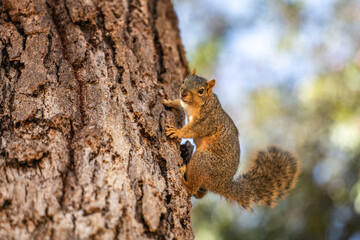 Eastern Fox Squirrel (Sciurus niger) sits in a tree. 