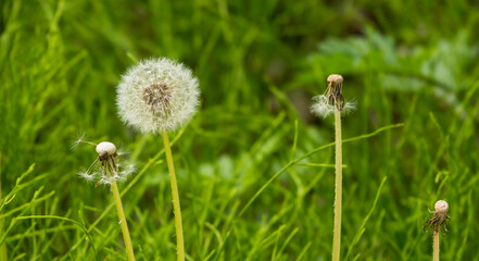 민들레 꽃이 지고 난 후의 하얀 솜털 같은 홀씨