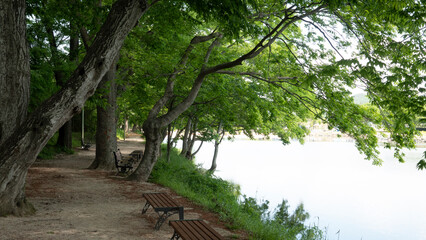 화순 동복천 둔동마을 느티나무와 왕버들나무