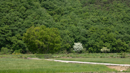 오월의 신록이 아름다운 산촌의 풍경
