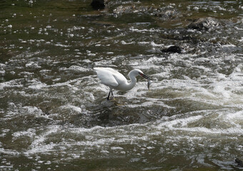 시냇물에서 물고기 사냥을 즐기는 백로 한 마리