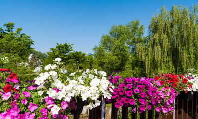 함평 나비 축제장의 아름다운 꽃동산