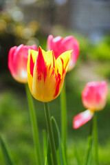Barwne tulipany w domowym ogrodzie