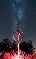 Dry tree on red under the milky way