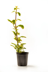 Obraz na płótnie Canvas Plectranthus amboinicus or Mexican mint variegated in a pot isolated on white background. Also known as Tamjanika, Hilandarski bosiljak, Grcki bosiljak