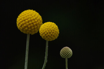 黄色いまんまるの花