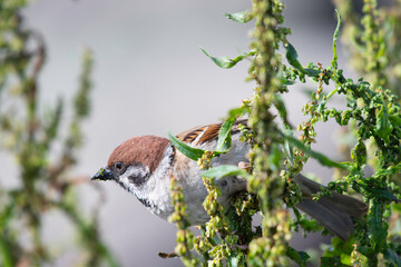 Tree sparrow came to eat flower bud