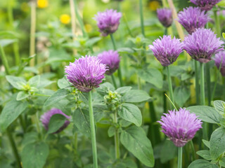 Chives, Allium schoenoprasum, common herbal plant blooming with purple flower, closeup with selective focus