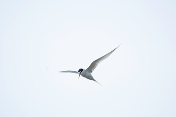 Little tern hovering in blue sky