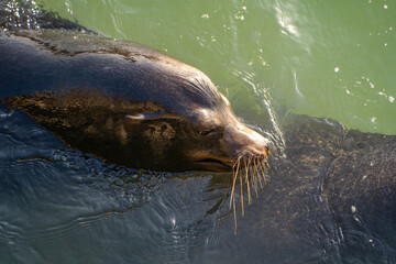 Obraz premium Sea ​​lion diving underwater. Sea lion in natural habitat.
