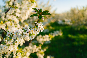 the branches of flowering cherry trees. white flowers in the spring garden. 