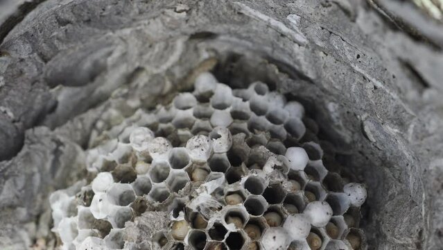 Wasp nest with larvaes moving in the cells, top view