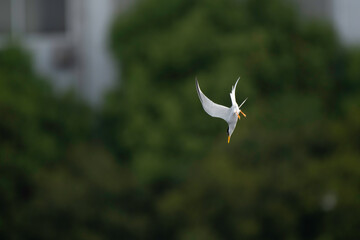 Little tern nosediving into sea