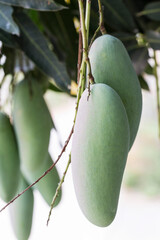 Nearly ripe mangoes are on the tree