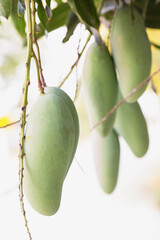 Nearly ripe mangoes are on the tree in the farm