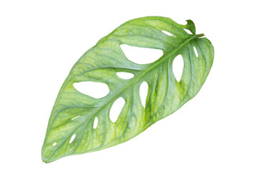 Monstera Adansonii leaf isolated white background © Praiwun Thungsarn