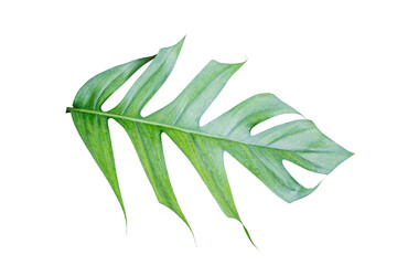 Monstera pinnatipartita leaf isolated on white background