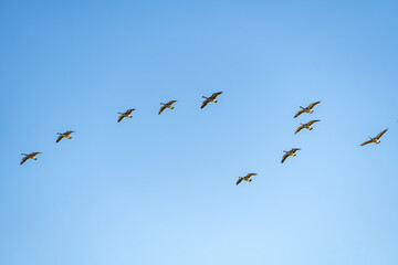 A flock of Canadian geese flying in the sky. 