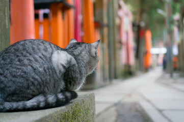 A cat living in Fushimi Inari Taisha Shrine in Japan