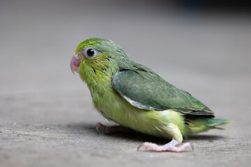 Select focus of little newborn tiny forpus parrotlet. Forpus is the smallest parrot bird of the world