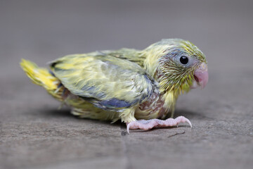 Select focus of little newborn tiny forpus parrotlet. Forpus is the smallest parrot bird of the world