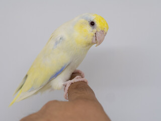 tiny Forpus parrot bird playing friendly with adult asian woman at home. Indoor lifestyle happy with pet positive in living room concept.