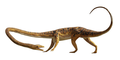 Tanystropheus, extinct reptile from the Middle to Late Triassic period, isolated on white background 