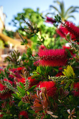 Bottle Brush tree in full bloom. Blooming Callistemon