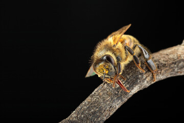 bee on a twig