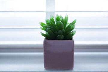 Green cactus in small pots, placed on the table near the window in the office