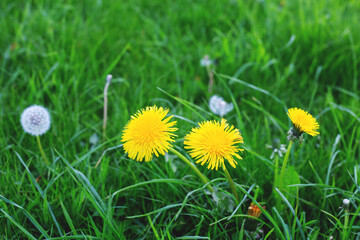 Yellow dandelions on a green field