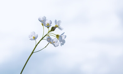 Naklejka na ściany i meble White small flower on a blue background