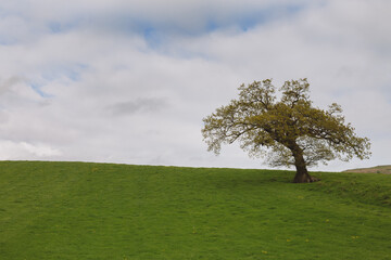 Fototapeta na wymiar big lonely oak tree on a green meadow against the cloudy blue sky.