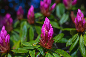 pink magnolia buds grow on a tree branch on a spring day in the garden