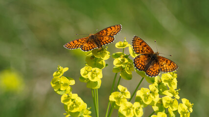 Mellicta athalia - Vue dorsale de papillons mélitée du mélampyre ou damier Athalie mâle et...
