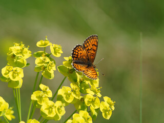 Mellicta athalia | Papillon La Mélitée du mélampyre ou damier Athalie, dorasale orange tacheté de marron, revers en forme de damier jaune orangé, nervuré de noir, borduré de blanc