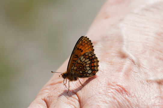Mellicta athalia - Revers du papillon mélitée du mélampyre ou damier Athalie sur une main