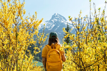 rear view of young woman traveler in cap with yellow backpack among flowering forsythia bushes...