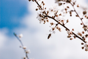 branches of a willow