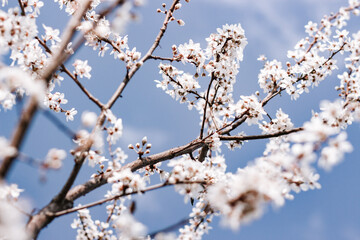 blossom in spring