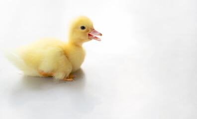 lovely yellow duck on white background isolated.