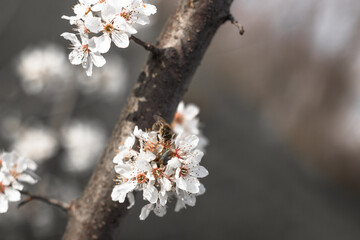 tree blossom