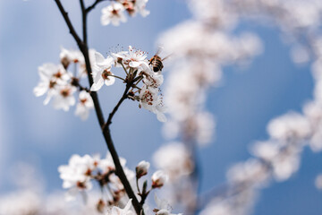 blossom in spring