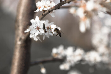 bee on blossom