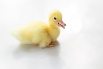 lovely yellow duck on white background isolated.