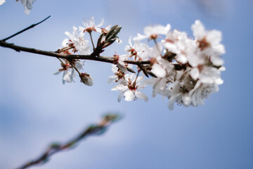 tree blossom