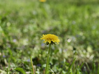 dandelion in the grass