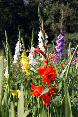 feld mit gladiolen